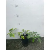 玫瑰國度的天使 蒙馬特共和國 玫瑰花 葉片油亮 抗病性強 可做為蔓性玫瑰栽培，可搭配花架或拱門。