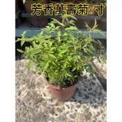 方方園藝芳香萬壽菊5寸特價一棵180元