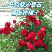 【紅色龍沙寶石薔薇花種子】攀藤玫瑰 四季開花 庭院陽台盆栽 香花植物 易種好養 花苗 栽種 居家綠化 新手易種植