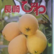 【 日本空運原裝長崎縣茂木枇杷】  生津止渴 香甜多汁 日本空運直送 禮盒包裝