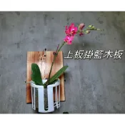 上板掛籃木板 植物板 蕨類上板神器 透氣板掛式實木種植籃 (鹿角蕨 蝴蝶籃 蘭花 )