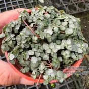 〔限時特價〕田尾玫瑰園 l 雪花蔓、白雪蔓【3吋盆】觀葉植物 小品盆栽 地被植物 (款式眾多歡迎詢問) 田尾在地商家