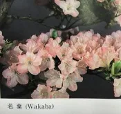 【優勢】日本久留米杜鵑苗木~品種名(若葉)