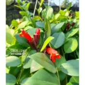 【頂上花藝】口紅花 / 火焰公主 / 超取單箱限兩盆/ 垂吊式觀賞植栽/ 居家觀葉懶人植物