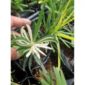 《🌿伍寶園藝木藝》白關刀羅漢松