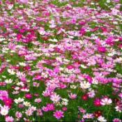 🌸台灣現貨｜波斯菊種子 別名格桑花 多色混播 生命力強 容易開花爆盆，庭院陽台室外花壇野花種籽
