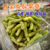 【香金蜜長果桑甚】稀有白色 長果品種 已會結果 新手必種 陽台果園 桑葚 桑葚苗 水果苗 果樹苗 水果盆栽