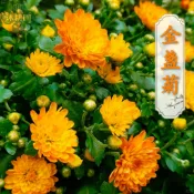 金盞菊種子 24H出貨 花期長 四季可播 金盞花 盆栽花草 萬壽菊 藥用植物 花茶 庭院造景 花海 綠肥 驅蟲 可泡澡
