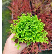 室內植物 卷柏  捲柏 3吋盆 小卷柏/蕨類植物/桌上綠化/空氣淨化 室內汻化空氣