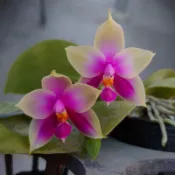 「與蘭同行」Phalaenopsis bellina 會香🥰“紅貝”