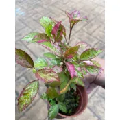 彩葉 朱槿/木槿｜3.5吋盆～扦插苗木⋯