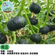 南瓜種子大全 金瓜 番瓜 倭瓜 東昇 栗子南瓜 觀賞南瓜 盆栽可種 家庭菜園 爬藤植物 庭院陽台 有機種植