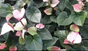 花苗-盆栽 **優雅火鶴花 **5 吋盆/ 高30-50公分/花期持久【花花世界玫瑰園】s