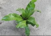 花花世界_蕨類植物*山蘇*-山蘇花/3吋盆/高15-20cm/常綠植物/MA
