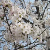 染井吉野 4吋 日本櫻花櫻花盆栽 早櫻陽臺庭院盆栽地栽櫻花樹 觀花植物