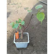 菩提樹  菩提樹小品盆栽