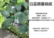 心栽花坊-白巫師蔓綠絨/5吋/觀葉植物/室內植物/綠化植物/售價400特價350