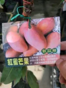 李家果苗 紅蜜芒果 新品種 5吋盆 嫁接苗 高度60-70公分 單價200元