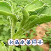 現貨 水晶冰菜（500粒）【蝦皮熱銷】超低價 💥四季種植 超好吃 水晶冰花菜種子四季播種 高鈣蔬菜種子 陽台庭院盆栽
