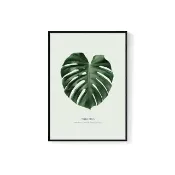 【菠蘿選畫所】欣欣向榮–龜背竹-42x60cm(北歐/攝影/客廳掛畫/複製畫/居家裝飾/餐廳佈置/綠色植物)