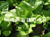 芥菜(長年菜)種子1000顆