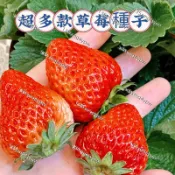 現貨草莓種子（250粒）盆栽草莓種子 黃心草莓 爬藤草莓  紅顏草莓 奶油草莓 可食用四季開花結果 新手易種盆栽地栽水果