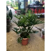 花田里_室內觀葉植物 -大天使蔓綠絨(A款)-(無肉身)掌狀裂葉8吋/1尺盆  高50-60公分 羽裂蔓綠絨(無法超取)