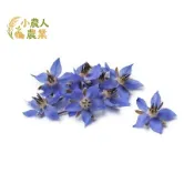 現貨隔日寄 食用花種子 琉璃苣種子 Borago 星星花 泡茶裝飾甜點必備 自種食用花超簡單