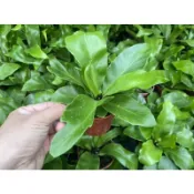 植入日常 山蘇 嫩芽可食用  3吋小品   觀葉植物/網美植物/室內植物/辦公室植物