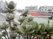 多肉植物 D12 千兔耳 兔耳 20170515