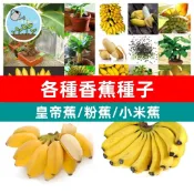 佳美 🍌超多款稀有香蕉種子 四季種植蘋果蕉矮生香蕉樹粉蕉小米蕉皇帝蕉庭院盆栽特色水果種子新手好種