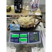 【禧福水產】日本空運帝王蟹/鱈場蟹◇$特價只要3680元/1kg◇無菜單秋蟹居酒屋日本料理燒烤熱炒餐廳團購鐵板燒毛蟹松葉