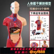 幸福時光館 {可打統編 保固一年}人體器官結構解剖模型兒童全身內臟大腦心臟軀干模特教學拆卸拼圖