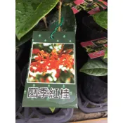 慶平花坊-[四季紅桂花苗]小灌木型-2.5吋盆/花期長/花量大/花色橙紅色/微香喔