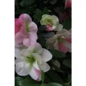 日本皋月杜鵑  絹之舞  ｜4吋苗植袋～多年生常綠小喬木⋯