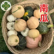 現貨隔日達 紅綠迷你栗子南瓜種子 貝貝南瓜籽 手掌南瓜 裝飾南瓜 家庭菜園 陽台盆栽 日本品種 栗南瓜