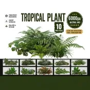 10 組熱帶植物 PNG，寫實蕨類、灌木素材包（數位下載）