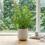 艾草仿水泥盆栽 桌上盆栽 塑膠盆器 開幕送禮 喬遷禮物 植栽