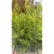 ★綠霖園藝★澳洲茶樹 5寸盆 新興果樹/觀賞植物/水果樹苗/果苗/嫁接/植物/盆栽