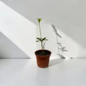 植物空間 墨西哥鐵樹3吋 室內植物 可水耕 闊葉鐵樹