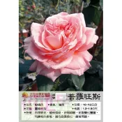 花花世界-玫瑰苗--普羅旺斯女伯爵，Comtesse de Provence--3.5吋黑軟盆/高10-30cm/MA