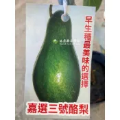嘉選三號 好吃的品種酪梨 勿直接下標 酪梨嫁接苗 歪蒂 加選三號 嘉選3號 中生 佳選 另有 二號 不是 台農 章安