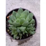 聖誕卡蘿／玉露玉扇／銀之太鼓／雷鳥（ 2吋多肉）