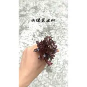 柘造景藝術-玫瑰葉底紅- 株