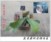 〈柯比植物〉快速種植籃 植物板植物框 蕨類上板神器 塑膠植物板透氣板 女王亞猴巨獸鹿角蕨  植床板