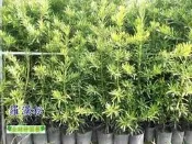 《松發園藝─樹種之家》※庭園-景觀-植栽-※  羅漢松 / 圓柱型羅漢松