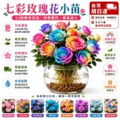 不怕養不活｜水培土栽自由選【現貨七彩玫瑰花苗】🌹現貨直出 最新品種  玫瑰花苗 稀有品種 玫瑰花 薔薇濃香型 室內外庭院