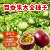 🔥百香果種子大全 西番蓮種子 時計果、時鐘果Passion Fruit多汁可口,果實飽滿薄皮四季盆栽水果種子