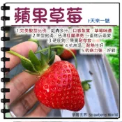 5吋盆 還沒開花結果 [蘋果草莓盆栽 　抗病性佳草莓苗　耐運輸]   ～季節限定~ 先確認有沒有貨再下標!