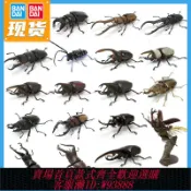 愛尚購物 {可刷卡 打統編}萬代扭蛋生物大圖鑒鍬形蟲甲蟲08大王花金龜獨角仙大兜蟲仿真昆蟲